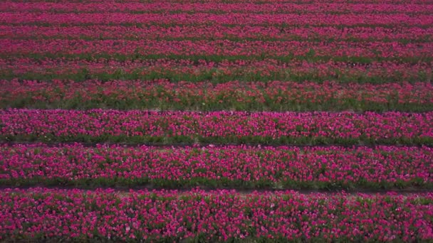 Keukenhof Netherlands April 2019 Keukenhof Gardenes 들판에서 아름다운 네덜란드 튤립의 — 비디오