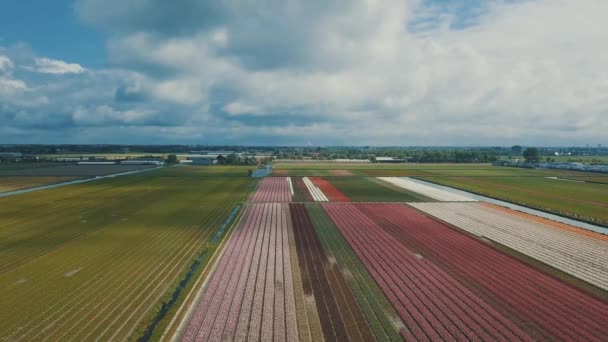 Keukenhof Nizozemsko Dubna 2019 Letecké Záběry Bezpilotních Letounů Krásných Holandských — Stock video
