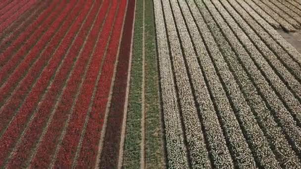 Keukenhof Hollandia 2019 Április Légi Felvétel Gyönyörű Holland Tulipánokról Virágzik — Stock videók