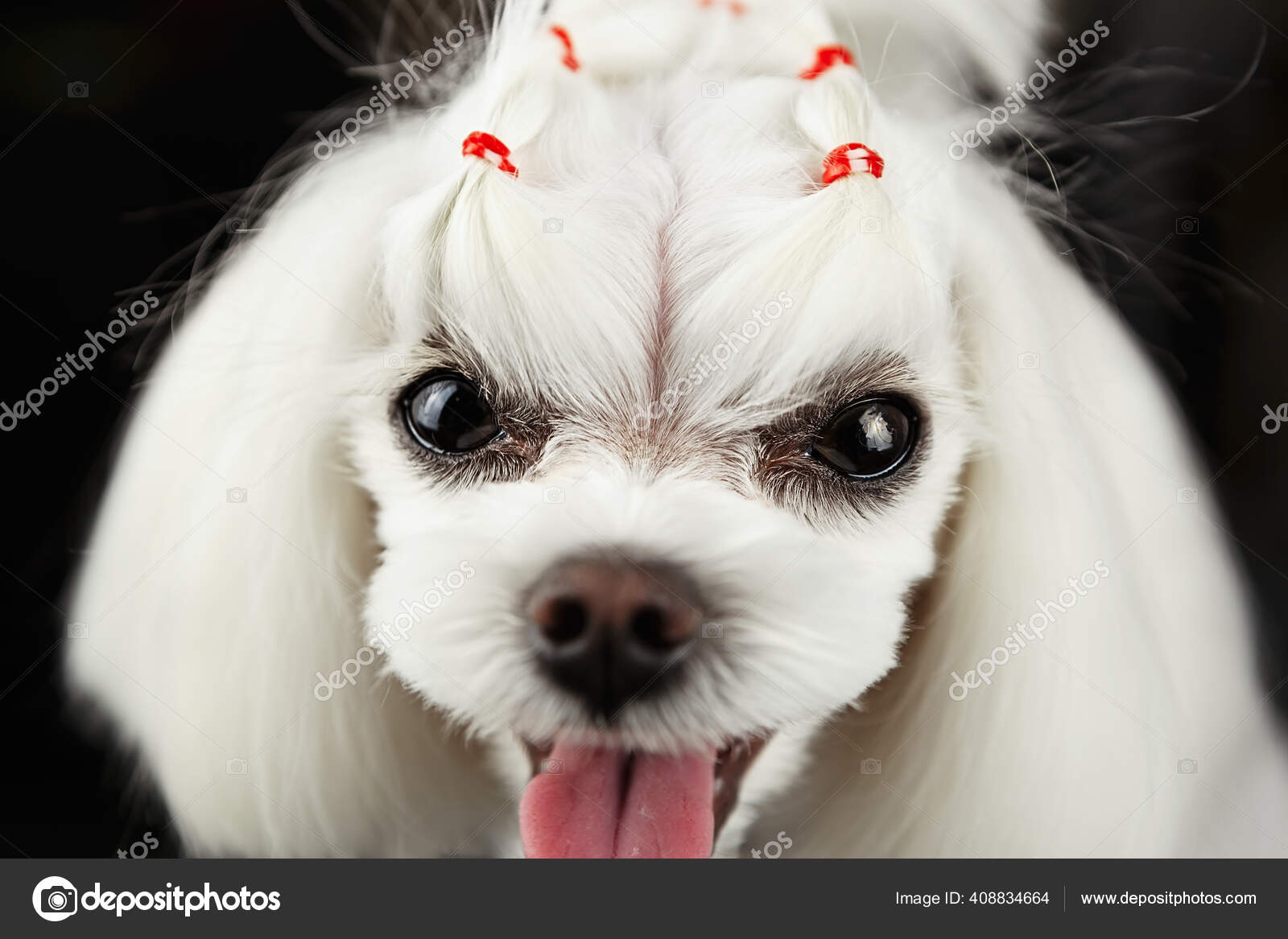 Cute White Maltese Puppy Portrait Beautiful Little Toy Dog Heavy