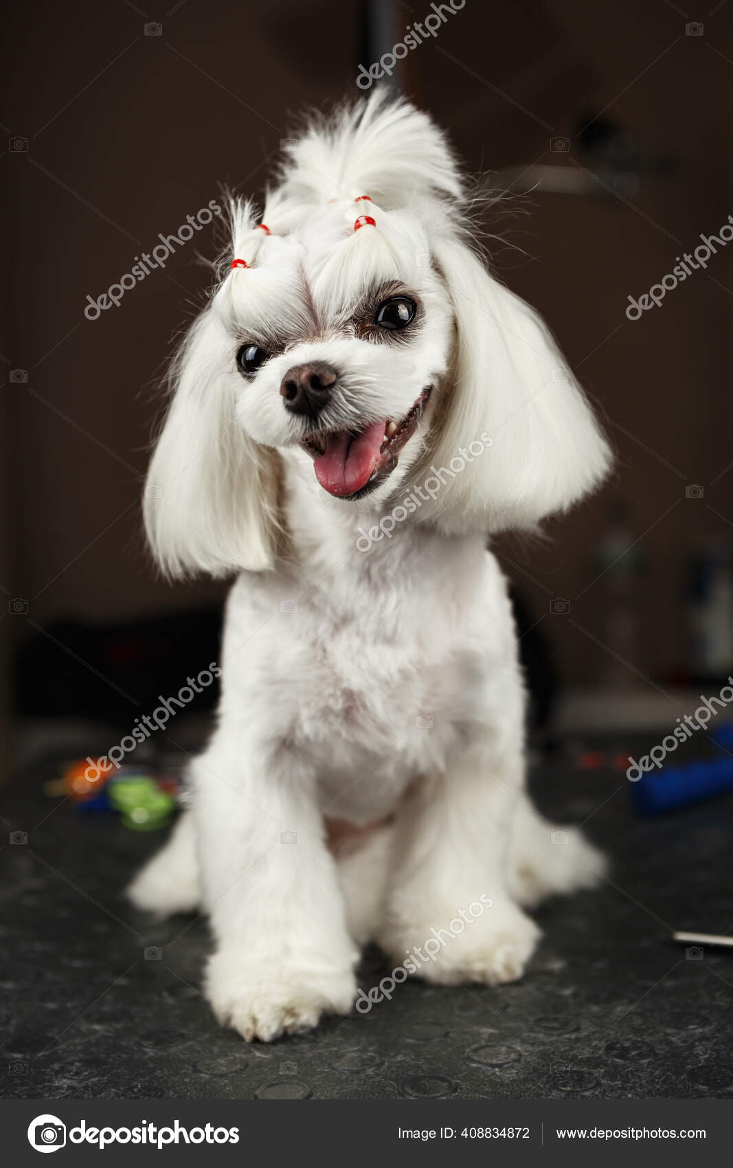Adorable Groomed Maltese Toy Dog Grooming Salon Happy Puppy
