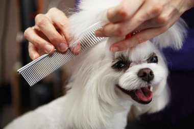 Veteriner kliniğinde tımar edilen şirin beyaz Malta köpeği portresi. Bakım salonunda sevimli bir oyuncak köpek. Bakım masasında poz veren mutlu bir hayvan.