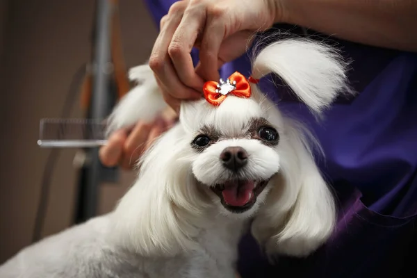 Αξιολάτρευτο Κουτάβι Matlese Στην Περιποίηση Salon Cute Λευκό Διακοσμητικό Σκυλί — Φωτογραφία Αρχείου