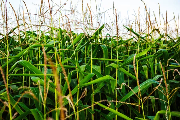 Green Corn Field Background Agricultural Farm Natural Crops Grow Outdoor — Stock Photo, Image