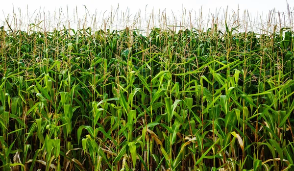 Tarım tarlalarındaki yeşil mısır tarlaları. Doğal organik gıda ekinleri ekili tarlalarda yetişiyor.