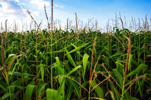 Cultivated Green Corn Field Rural Farm Natural Organic Foods Grow — Stock Photo, Image