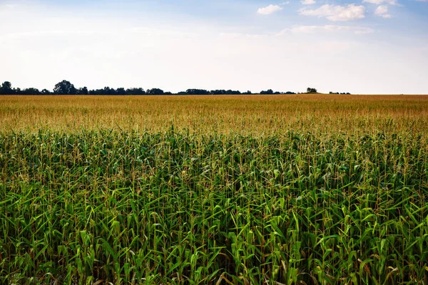 Landscape Green Cornfields Rural Farm Natural Organic Food Crops Growing — Stock Photo, Image