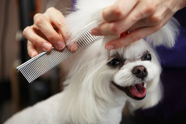 Retrato Lindo Cachorro Maltés Blanco Que Prepara Clínica Veterinaria Adorable — Foto de Stock