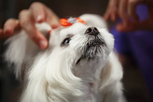 Όμορφο Κουτάβι Της Μάλτας Στην Περιποίηση Salon Adorable Λευκό Παιχνίδι — Φωτογραφία Αρχείου