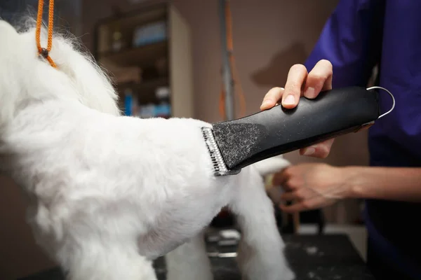 Afeitado Del Peluquero Cachorro Maltés Salón Aseo Profesional Afeita Perro — Foto de Stock