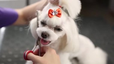 Evcil hayvan bakım salonu. Küçük Matlese oyuncak köpeği tımar stüdyosunda tımar ediliyor, yakından çekiliyor. Kafasında dekoratif fiyonk olan sevimli yavru köpeğe bakan bir uzmanın videosu.