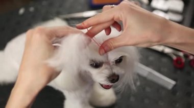 Şirin beyaz Malta oyuncak köpeği, profesyonel hayvan bakım salonunda tımar ediliyor, video klipte çekiliyor. Groomer uzmanı, sevimli köpek yavrusuna bakıyor.