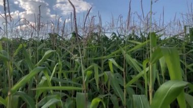 Kırsal kesimdeki mısır tarlaları. Mavi gökyüzü altında yetişen ekili organik gıda ekinleri ile tarlaların video klibi.