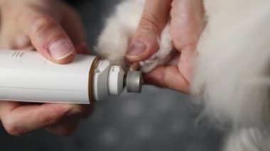 Evcil hayvan tımarcısı, veteriner kliniğinde elektrikli çivi makinesiyle köpek tırnağı kesiyor.