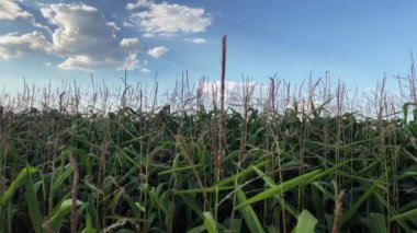 Kırsal kesimdeki mısır tarlaları. Mavi gökyüzü altında yetişen ekili organik gıda ekinleri ile tarlaların video klibi.