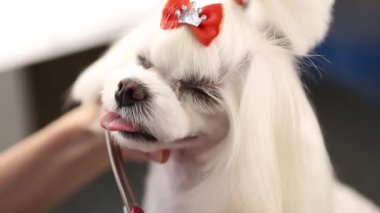 Profesyonel evcil hayvan bakımı servisi. Groomer, video klipte beyaz Matlese oyuncak köpeğine bakıyor. 