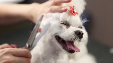 Profesyonel evcil hayvan bakımı servisi. Groomer, video klipte beyaz Matlese oyuncak köpeğine bakıyor. 