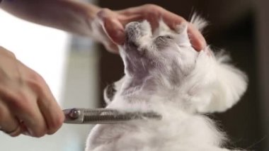 Profesyonel evcil hayvan bakımı servisi. Groomer, video klipte beyaz Matlese oyuncak köpeğine bakıyor. 