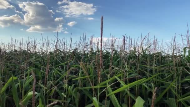 Maïsvelden Het Platteland Boerderij Videoclip Van Maïsvelden Met Gecultiveerde Biologische — Stockvideo