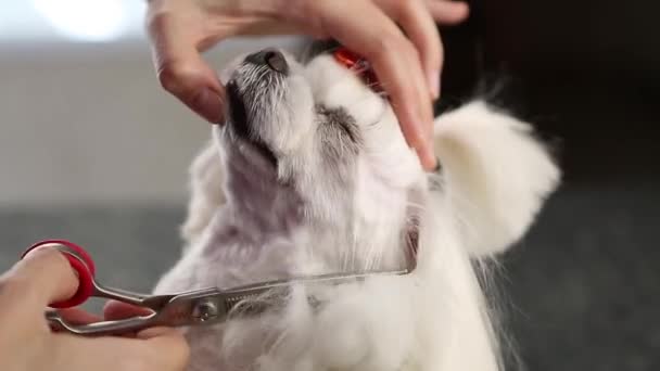 Sällskapsdjur Grooming Salong Little Matlese Leksak Hund Som Prepareras Groomer — Stockvideo