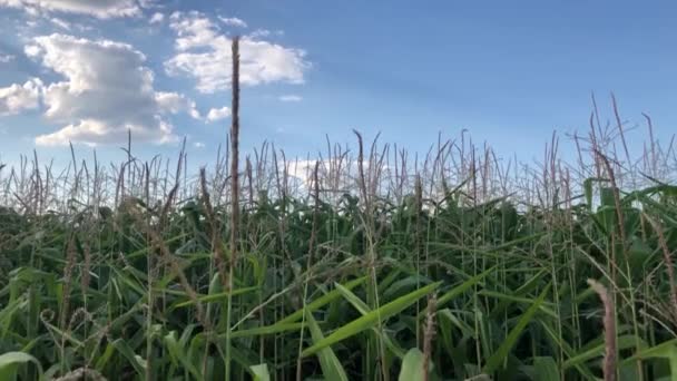 Majsfält Lantbruk Videoklipp Majsfält Med Odlade Ekologiska Livsmedelsgrödor Som Växer — Stockvideo