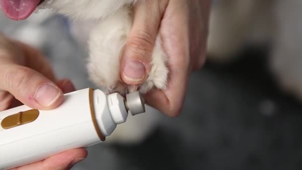 Pet Groomer Ongles Chien Coupés Avec Machine Ongles Électrique Dans — Video