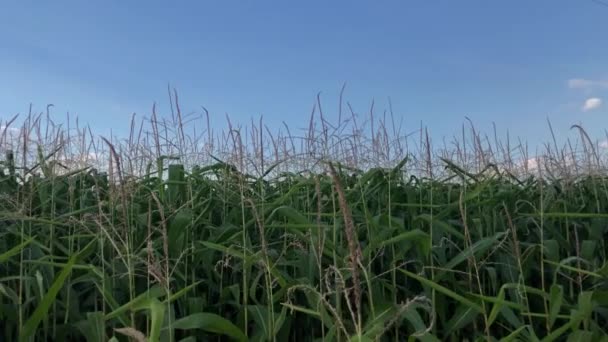 Maïsvelden Het Platteland Boerderij Videoclip Van Maïsvelden Met Gecultiveerde Biologische — Stockvideo