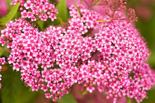 Fiori Primaverili Fioriscono All Aperto — Foto Stock