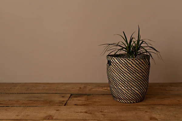 Planta Interior Decorativa Una Maceta Mimbre Junto Una Pared Beige — Foto de Stock