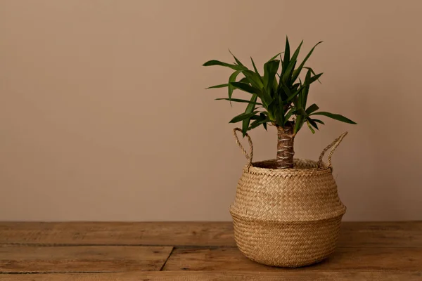 Planta Interior Decorativa Una Maceta Mimbre Junto Una Pared Beige — Foto de Stock