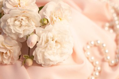 Hassas krem gül ipek kumaş arka plan üzerinde