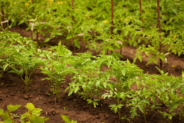 Plantor Tomater Trädgård Utomhus — Stockfoto