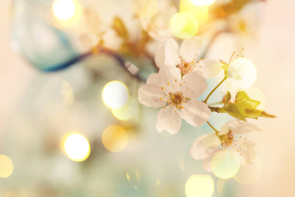Hermoso fondo de flor de primavera con flores — Imagen de stock Hermoso Fondo Flor Primavera Con Flores Imagen De Stock