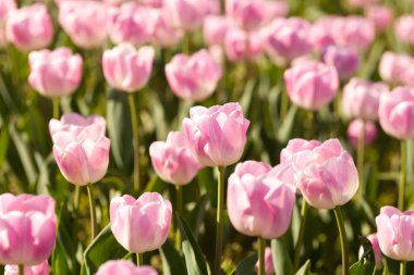 Bahar zamanında güzel pembe laleler