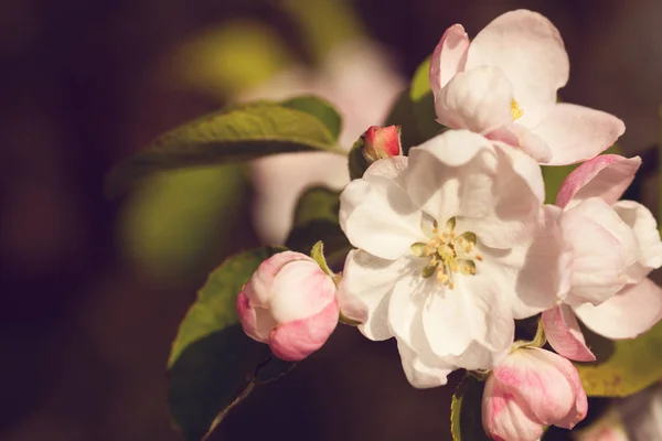 Las Flores Los Cerezos Florecen Día Primavera —  Fotos de Stock