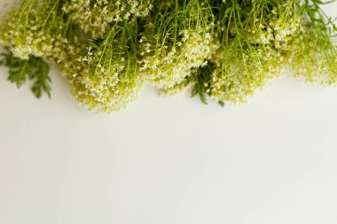 Beyaz arka planda kır çiçekleri. Bahar kompozisyonunun en çok izlenen fotoğrafı