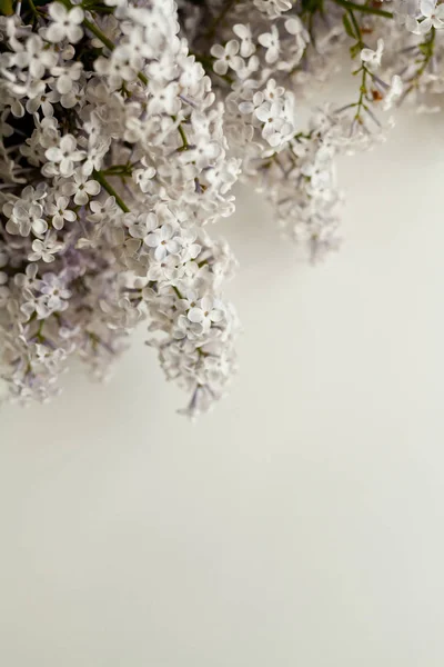 배경에 라일락 꽃다발 — 스톡 사진