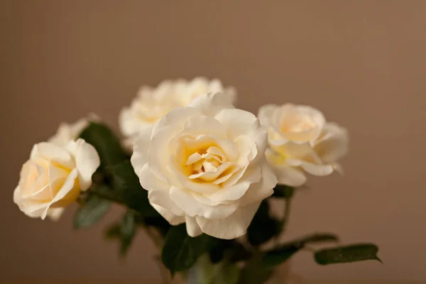 米色背景上美丽的奶油玫瑰花束 — 图库照片