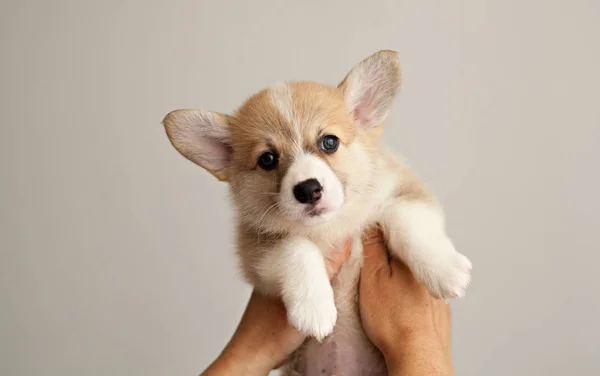 Cão Bonito Galês Corgi Pembroke — Fotografia de Stock