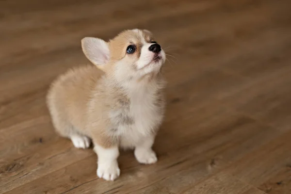 Śliczne Szczeniak Welsh Corgi Pembroke — Zdjęcie stockowe