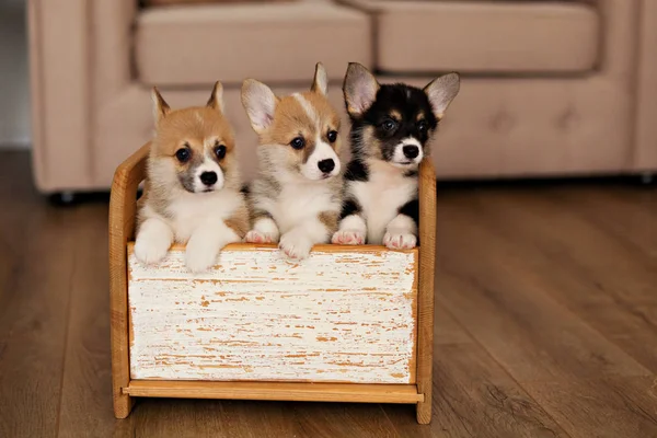 Cute Puppy Welsh Corgi Pembroke — Stock Photo, Image