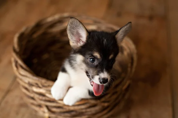 Cute Puppy Welsh Corgi Pembroke — Stock Photo, Image