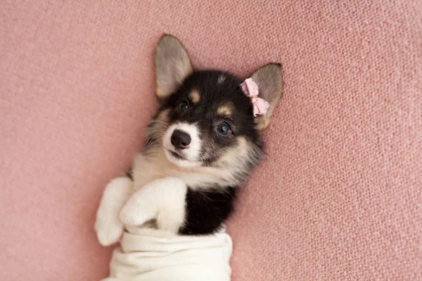 Cute Puppy Welsh Corgi Pembroke — Stock Photo, Image