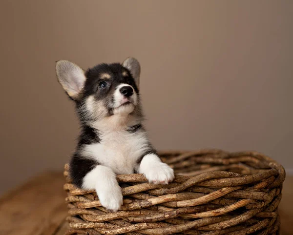 Cute Puppy Welsh Corgi Pembroke — Stock Photo, Image