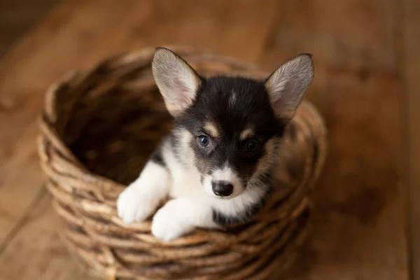 Cute Puppy Welsh Corgi Pembroke — Stock Photo, Image