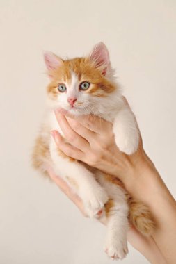 Ellerinde kızıl, sevimli bir kedi yavrusu