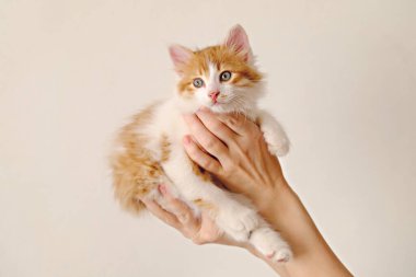 Ellerinde kızıl, sevimli bir kedi yavrusu