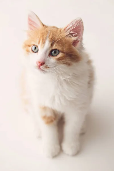 Ginger Cute Kitten Sitting White Background — Stock Photo, Image