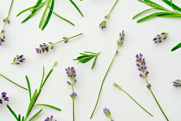 Fresh Lavendes Flowers Flat Lay White Background Royalty Free Stock Images