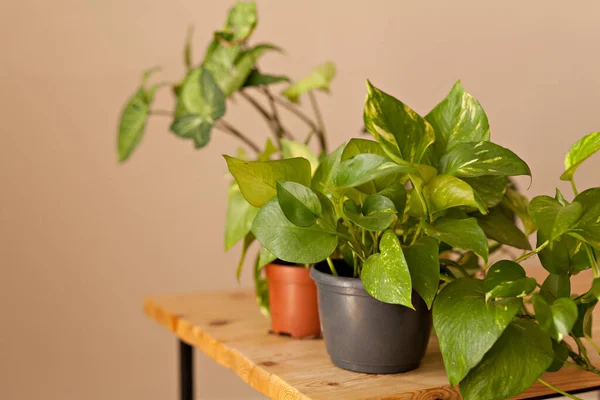 Plantas Caseras Macetas Pared Vacía Fondo Copiar Espacio Para Texto — Foto de Stock